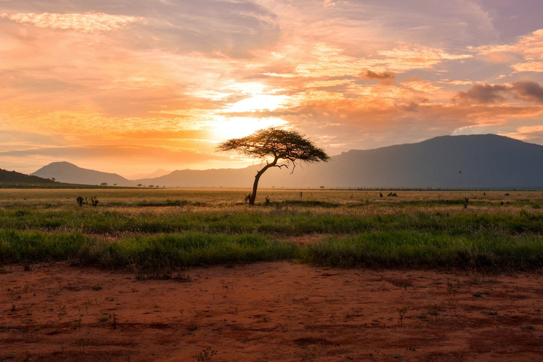 Savane africaine au coucher du soleil